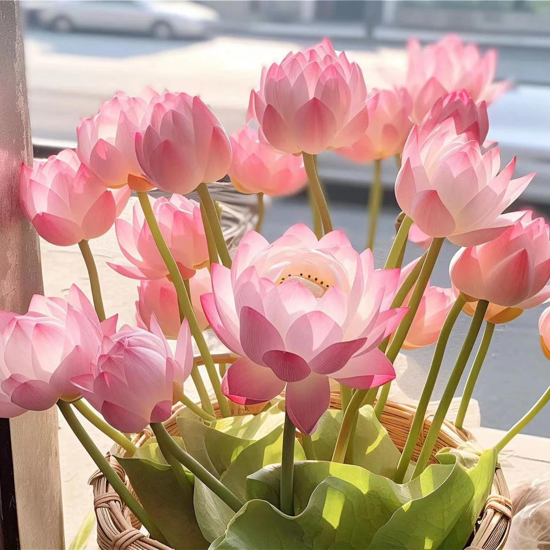 🌈【7 days germination】The Sacred Bonsai Bowl Lotus Flower