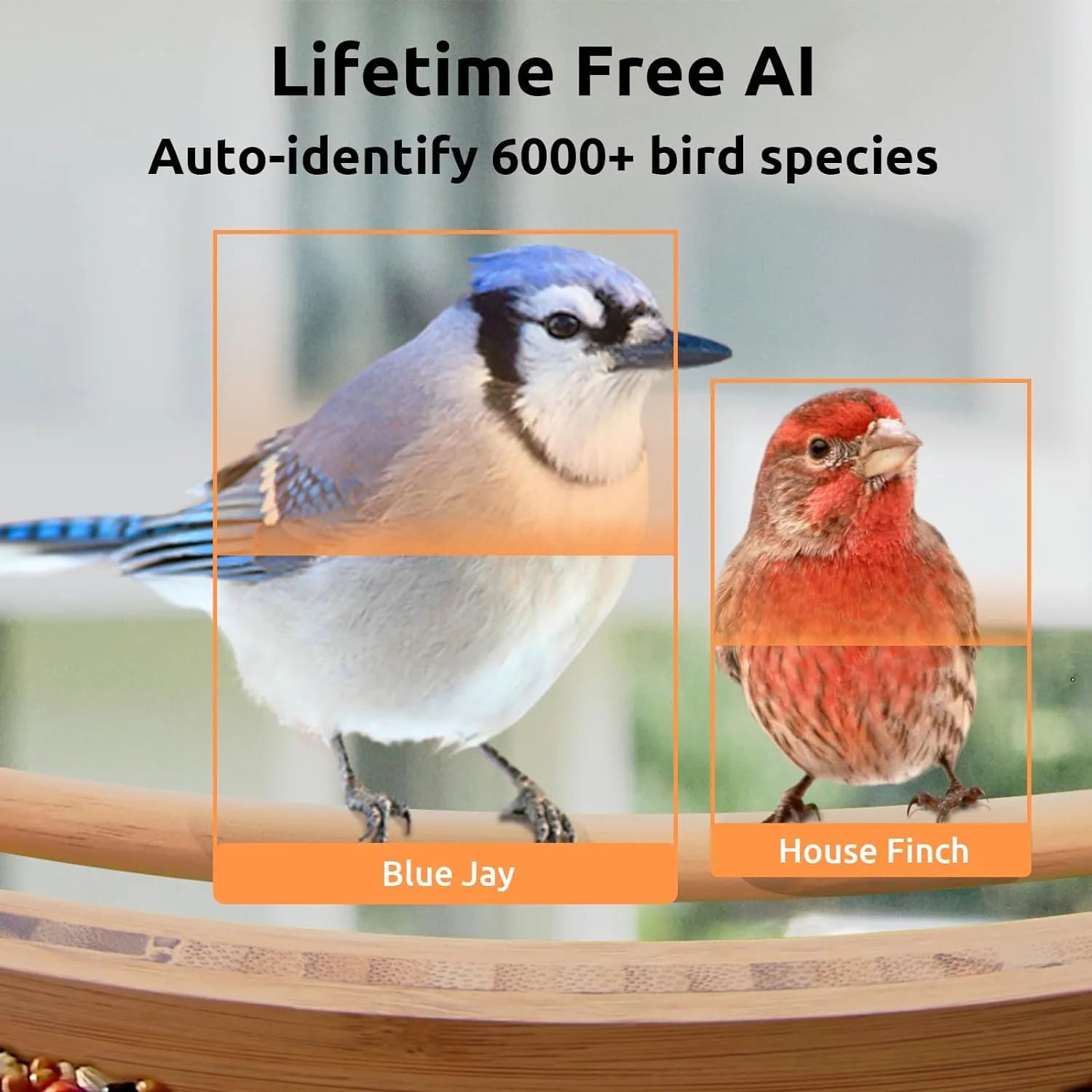 AI Smart Bird Feeder with Camera Solar Powered