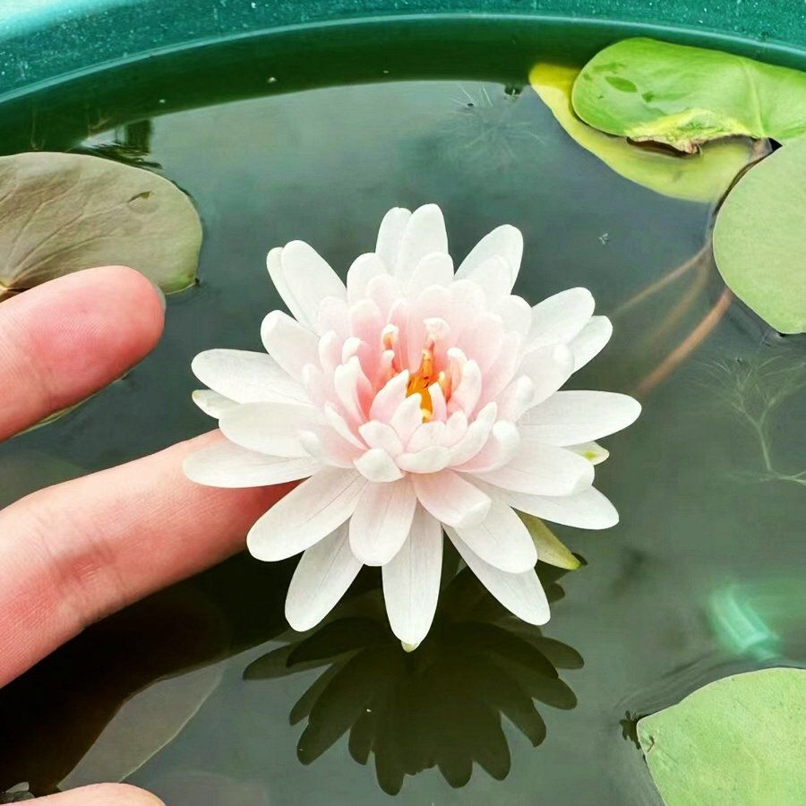 🌈【7 days germination】The Sacred Bonsai Bowl Lotus Flower