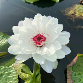 🌈【7 days germination】The Sacred Bonsai Bowl Lotus Flower