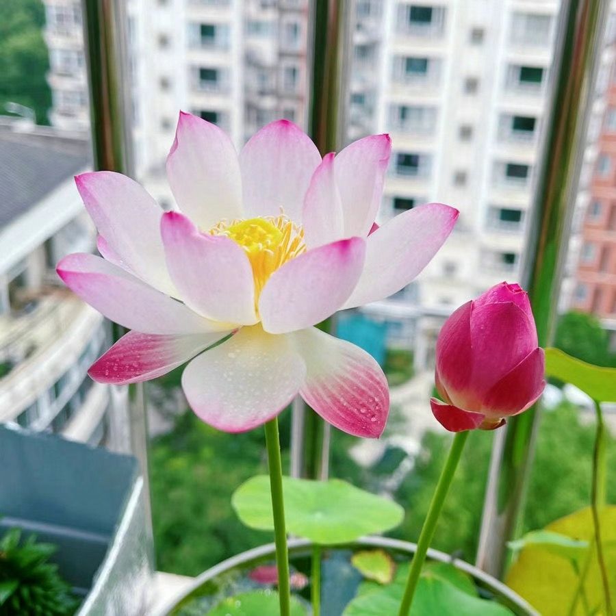 🌈【7 days germination】The Sacred Bonsai Bowl Lotus Flower