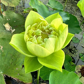 🌈【7 days germination】The Sacred Bonsai Bowl Lotus Flower