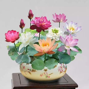 🌈【7 days germination】The Sacred Bonsai Bowl Lotus Flower